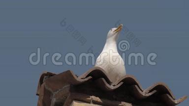 海鸥在意大利铺盖的屋顶上咆哮