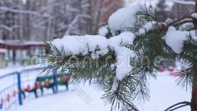 城市公园模糊背景下云杉覆盖雪的分支。 女手摇雪从云杉枝。