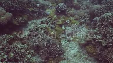 在海底海底的珊瑚礁附近游泳的外来鱼类。 潜水时水下射击，潜水鱼游泳