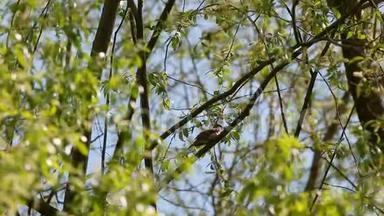 蜘蛛或画眉夜莺（罗西尼亚罗西尼亚）坐在树枝上唱歌