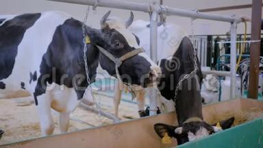 两头奶牛在农业动物展览会上吃干草