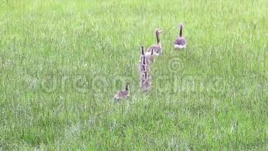 <strong>大雁</strong>一家人在湿地上散步