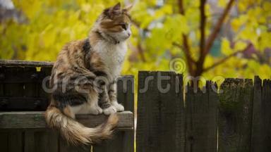 在栅栏上的猫