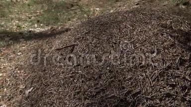 欧洲森林的大蚂蚁山在晨光下。 针叶松木针形成的无刺蚁巢结构
