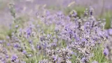 紫色的薰衣草花随风飘散在田野里