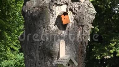 五颜六色的鸟类筑巢箱，房子挂在公园里的老死树干。 4K