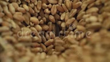 将小麦颗粒的详细视图倒入测试装置中，对各种颗粒的质量进行打分