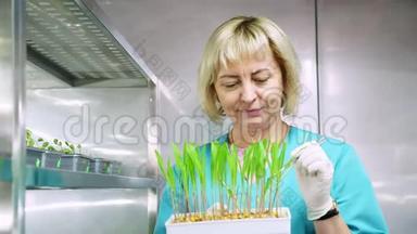 实验室工作人员回顾在土壤中生长的绿色嫩芽，放在小盒子里，放在特殊房间的架子上，放在实验室里