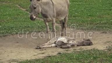 灰色可爱的小驴和妈妈。 小毛驴睡觉。
