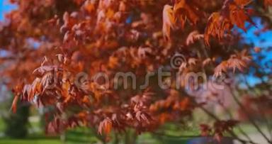 阳光照射下的红枫树叶子。 <strong>红霞</strong>树