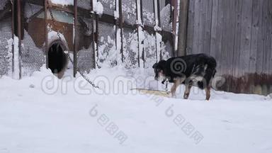冬天的时候，看门狗会用链子拴在狗舍上。 慢动作