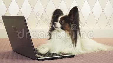 帕皮龙狗躺在笔记本电脑附近，躺在床上的股票录像里