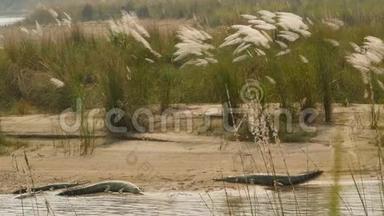 <strong>大</strong>型食鱼鳄鱼或食鱼鳄鱼放松在Rapt i河海滩，Chitwan国家公园，尼泊尔。 抢劫