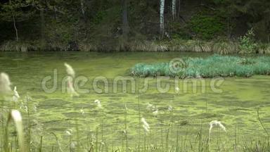 夏天游泳。 原始森林中凉爽的绿湖