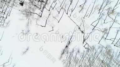 鸟瞰阿斯彭树林，地上有雪和长长的阴影