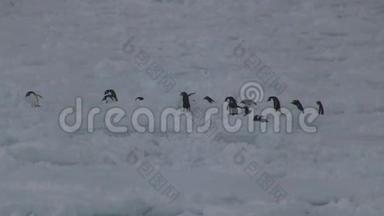 <strong>企鹅</strong>群，在冰冻的海洋的冰面上穿过腐殖质