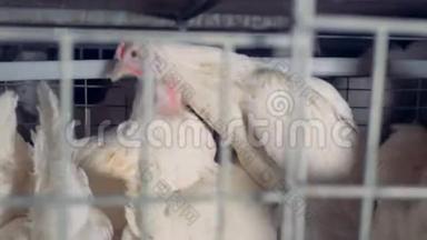 一只母鸡在笼子里穿过其他母鸡。