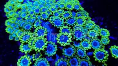蓝色和绿色的珊瑚<strong>触手</strong>