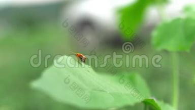草地上绿叶上的小橘色虫，用手持镜头特写