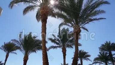 阳光透过棕榈叶照射，蓝天在炎热的国家阳光明媚的日子里，奇异的树木，棕榈树映衬着蓝天