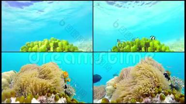 浅珊瑚礁上的海洋风光。 水下海洋视频。 小鱼游得很快，被