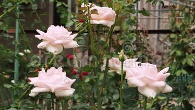 玫瑰花蕾娇艳的颜色在微风的吹拂下摆动