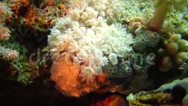 <strong>珊瑚</strong>礁<strong>软珊瑚</strong>息肉捕获浮游生物