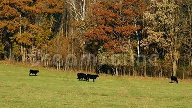 在阳光明媚的秋日牧场放牧的黑牛，树叶沙沙作响
