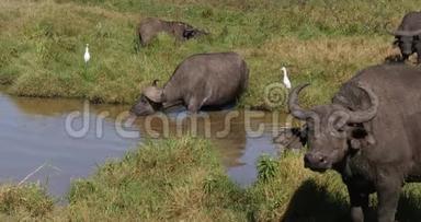 非洲水牛，切角，肯尼亚内罗毕公园水洞组，实时