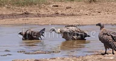 非洲白背秃鹫，非洲陀螺，在水中站立，有巴斯，肯尼亚内罗毕公园，<strong>实时</strong>
