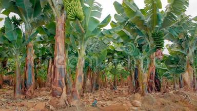 香蕉种植园。 有巨大绿叶的香蕉树。 一串绿色生长的香蕉.. 有机食品的概念..