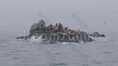 成群的海狮在岩石悬崖上<strong>飞翔</strong>，鸟儿在海水上<strong>飞翔</strong>