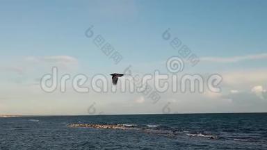 一只乌鸦在蓝天飞翔的慢动作视频