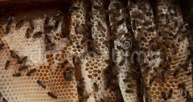 欧洲蜜蜂，蜜蜂，蜜蜂，野生雷，阿尔维洛斯充满蜂蜜，诺曼底，雷尔时间4K