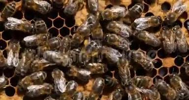 欧洲<strong>蜜蜂</strong>，<strong>蜜蜂蜜蜂</strong>，黑<strong>蜜蜂</strong>在孵卵架上工作，诺曼底蜂巢，实时4K