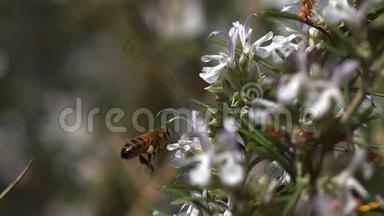 欧洲蜂蜜蜜蜂，意大利蜜蜂，飞行蜜蜂，觅食玫瑰花，波兰化法案，诺曼底蜜蜂蜂巢，慢动作