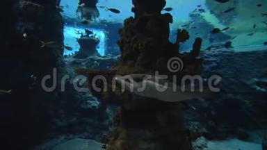 <strong>动物园</strong>里的水生动物，黄貂鱼在海水清澈的大水族馆里游动