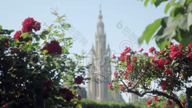 奥地利维也纳市政厅的哥特式风格塔楼，通过玫瑰灌木观赏，焦点正在移动