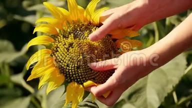 女人`手在田野里抚摸着一朵美丽的向日葵。 一个女农夫的手碰到一朵黄色的向日葵