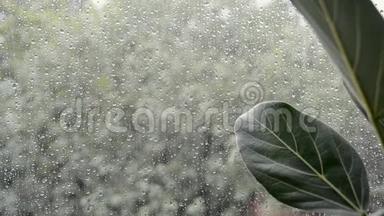 窗外阴雨天气恶劣的榕树叶片