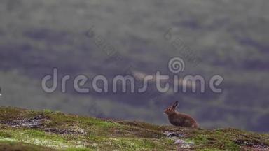 2山野<strong>兔</strong>，莱普斯胆小，7<strong>月</strong>在斜坡上奔跑和喂食，凯恩斯NP，苏格兰。