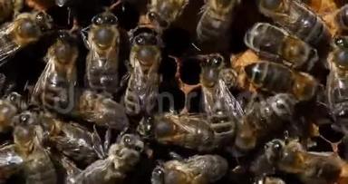 欧洲<strong>蜜蜂</strong>，<strong>蜜蜂蜜蜂</strong>，黑蜂在育雏架上工作，诺曼底蜂箱，实时