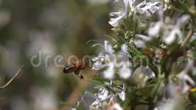 欧洲蜂蜜蜜蜂，意大利蜜蜂，飞行蜜蜂，觅食玫瑰花，波兰化法案，诺曼底蜜蜂蜂巢，慢动作