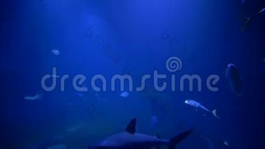海洋<strong>动物园</strong>、鱼类、鲨鱼和黄貂鱼在蓝色的大型水族馆游泳