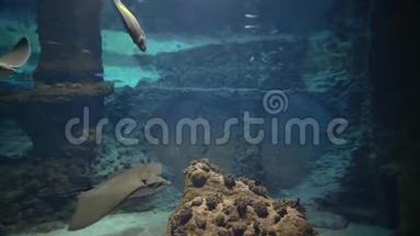 美丽的海底世界，水生动物在大型水族馆游泳