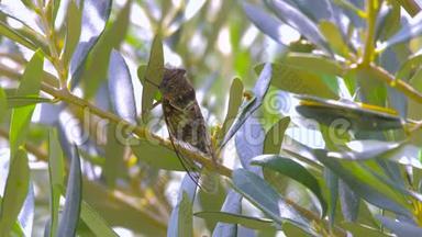 昆虫蝉科. 树干上的蝉科。 欧洲植物区系。 小蝉科。 近距离观察