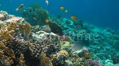 五彩缤纷的热带鱼和美丽的珊瑚