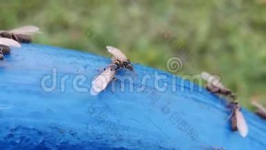 有翅膀的蚂蚁在花园的蓝色表面上成群结队。 蚂蚁交配期。