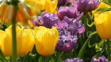 深紫色和黄色郁金香花在春天的花园里盛开。 装饰的郁金香花在