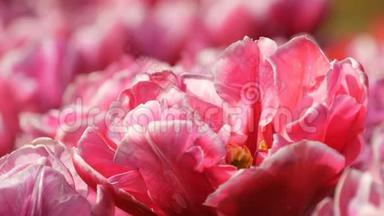 美丽迷人的粉红色和白色牡丹郁金香盛开在春天的花园里。 装饰郁金香花